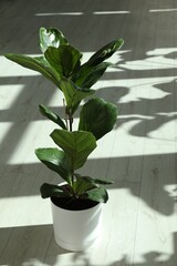 Fiddle Fig or Ficus Lyrata plant with green leaves indoors