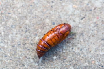 Pupa moth from the family owlet moths Noctuidae