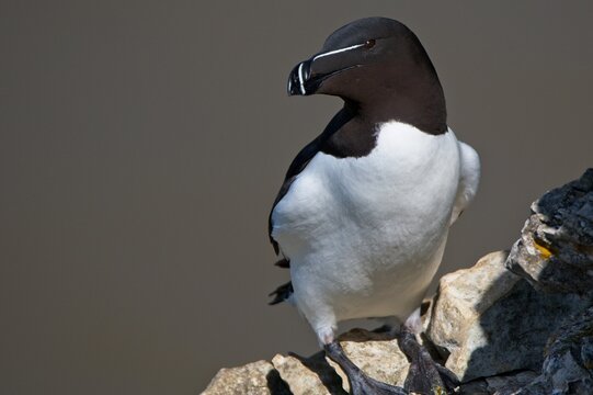 Razorbill on a cliff