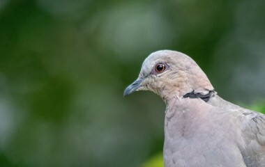 The red-eyed dove is a common resident in urban gardens in South Africa