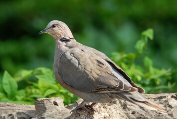The red-eyed dove is a common resident in urban gardens in South Africa