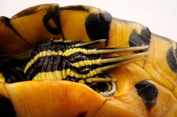 lange Krallen einer männlichen Gelbwangen-Schmuckschildkröte // Long claws of a male...