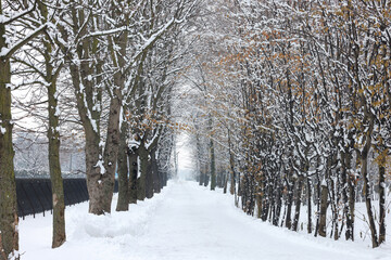 Trees covered with snow in winter park
