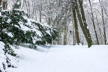 Trees covered with snow in winter park