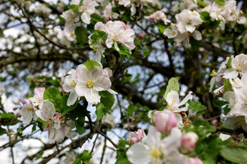 Obraz premium Pink and white flowers and apple buds in close-up