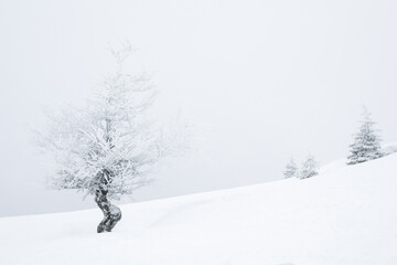 Beautiful tree covered with snow on winter day. Space for text