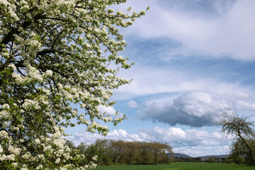 A blooming wild apple tree on the left. Green field blue sky cumulus cloud