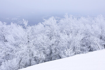 Beautiful view of trees covered with snow in mountains on winter day
