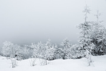 Fototapeta na wymiar Picturesque view of trees covered with snow and fog in mountains