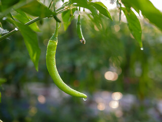 Green chilli in the garden, organic green chilli growing on chilli tree
