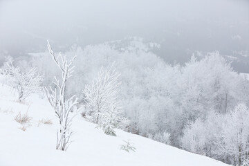 Fototapeta na wymiar Beautiful view of trees covered with hoarfrost in snowy mountains on winter day