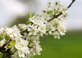 White apple blossoms blooming leaves on a blurred background