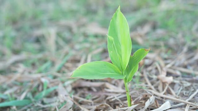 The galangal tree is used in Thai cooking.