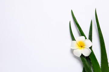 Fresh aloe vera leaves and plumeria flower on white background, flat lay. Space for text
