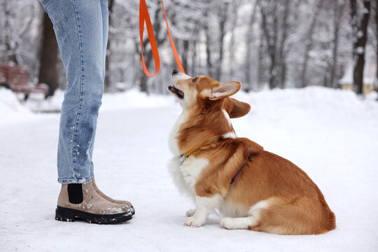 Woman with adorable Pembroke Welsh Corgi dog in snowy park, closeup