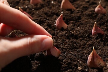 Woman planting garlic cloves into fertile soil, closeup. Space for text