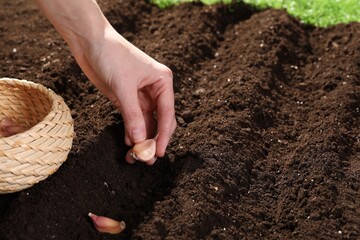 Woman planting garlic cloves into fertile soil outdoors, closeup. Space for text