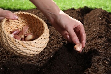 Woman planting garlic cloves into fertile soil outdoors, closeup