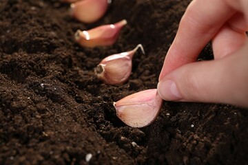 Woman planting garlic cloves into fertile soil, closeup