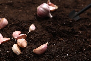 Vegetable planting. Garlic cloves on fertile soil, closeup