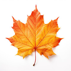 Naklejka na ściany i meble Maple Leaf on white background
