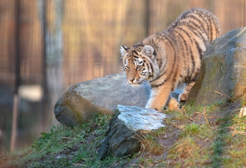 Junior amour tiger on the green grass