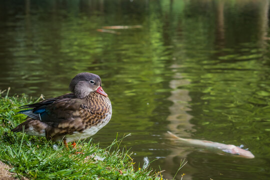 Female Mandarin Duck (Aix galericulata Lineu) in grass with moving green water and blurred carp swimming