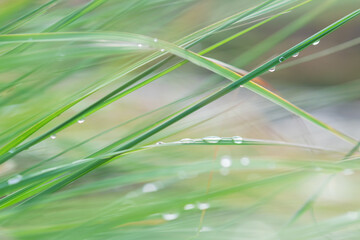 雨上がりの草の葉に付いた水滴