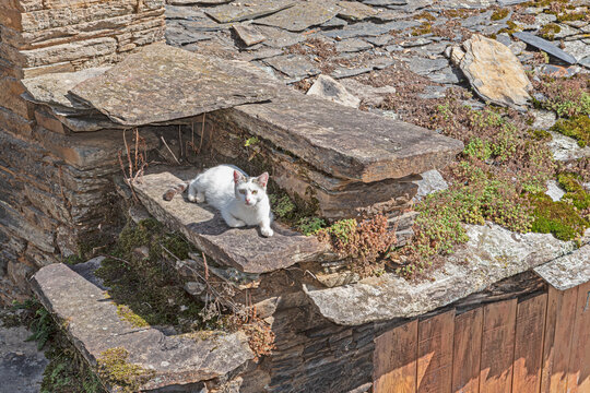 A cute white kitten with blue eyes looking at the camera, in the barn, rural scene