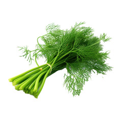 Dill on transparent background. Design for organic shops, grocery shops and markets.