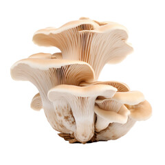 Oyster mushrooms isolated on white background.
