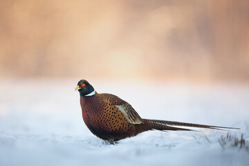 Bird - Common pheasant Phasianus colchius Ring-necked pheasant in natural habitat wildlife Poland Europe, winter time snowy meadow