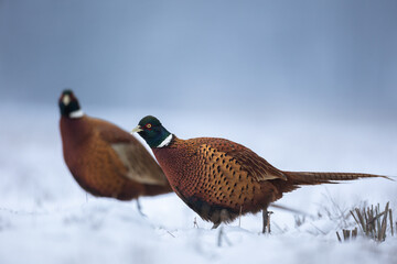 Bird - Common pheasant Phasianus colchius Ring-necked pheasant in natural habitat wildlife Poland...