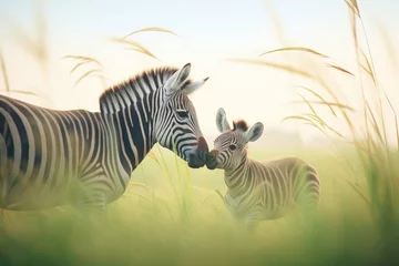 Poster zebras with foal feeding in field © primopiano