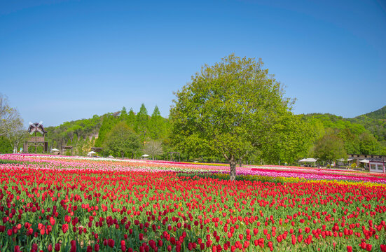 日本の広島県にある世羅高原農場のチューリップ