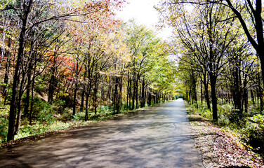 Fototapeta premium Wet road after the rain with trees