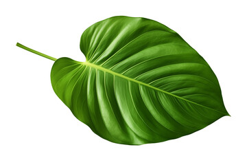 Green Monstera Leaf Isolated - Tropical Botany, Indoor Plant, Natural Aesthetics, Elegant Foliage, Biophilic Design, Serene Environment, Vibrant Flora