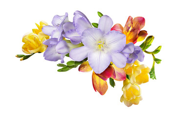 Colorful freesia flowers in acorner floral arrangement isolated on white or transparent background