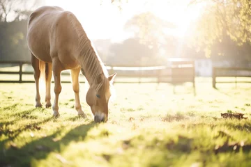 Foto op Plexiglas horse grazing in paddock with sun flare © primopiano