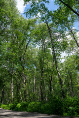 Fototapeta premium Birch forest with wooden path in red bog