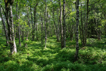 Birch forest in the sun light