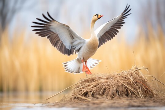 Solo Goose Flapping Wings Near A Nest In Reeds