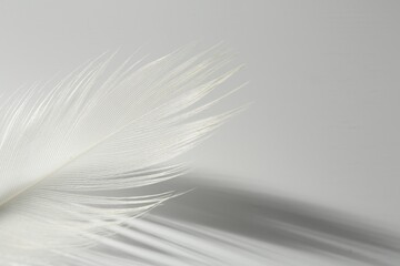 Fluffy white feather on light grey background, closeup. Space for text