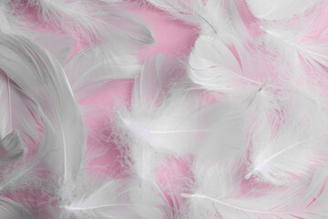 Many fluffy bird feathers on pink background, flat lay