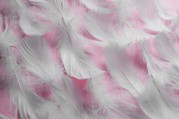 Many fluffy bird feathers on pink background, closeup