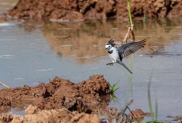 Pied wagtail in flight