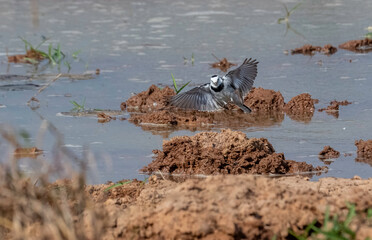 Pied Wagtail