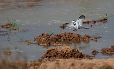 Pied wagtail in flight