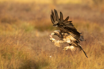 Spanish Imperial Eagle of 4 years flying with the first lights of a day of winter with very little light