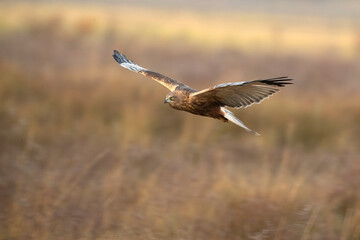 Adult male Western marsh harrier flying in a wetland on a cold winter day with fog